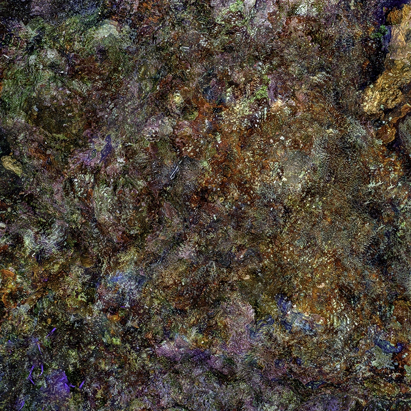 Contemporary Underwater Photograph — &ldquo;The Jewel of Nature #1&rdquo; (2025) by Alexej Sachov.