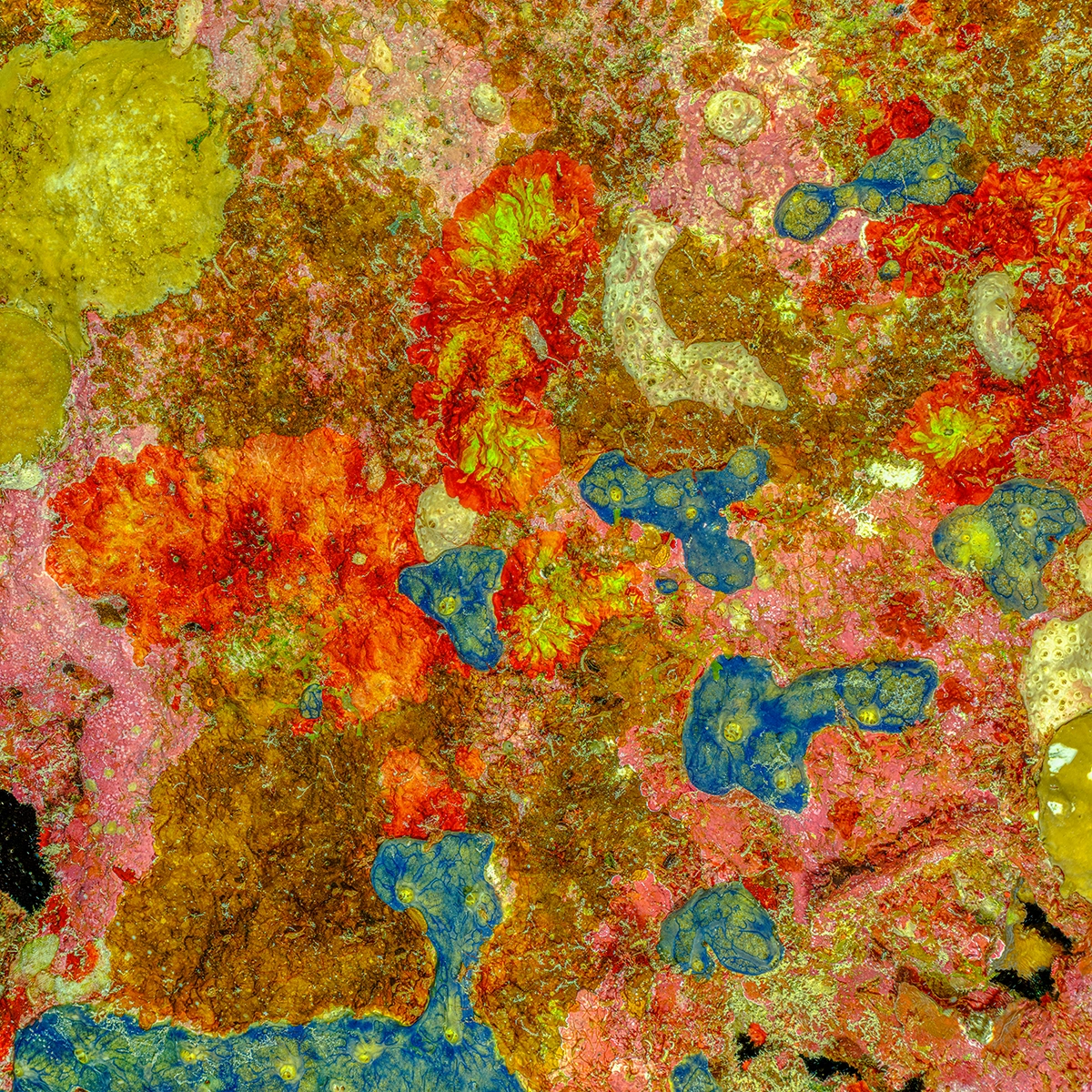 Alexej Sachov, The Prehistoric Art of Nature #1 (2025), from The Jewel of Nature. Macro photograph of coral reef surface revealing natural abstraction.