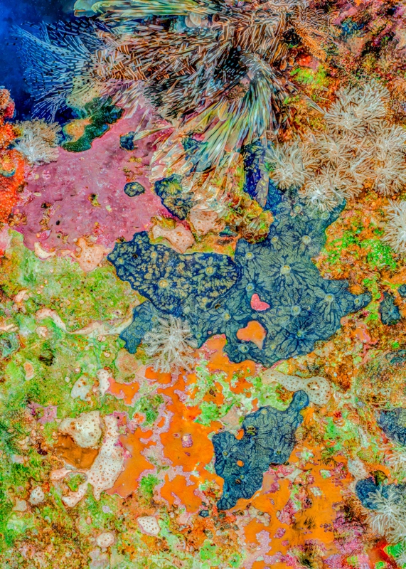 Alexej Sachov, The Jewel of Nature #6, 2025, coral photograph