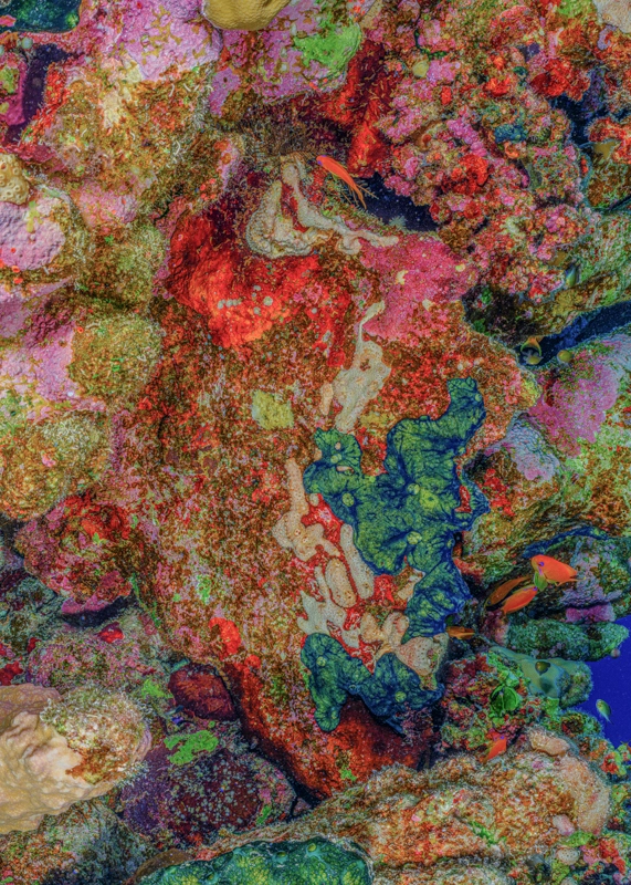 Alexej Sachov, The Jewel of Nature #7, 2025, coral photograph