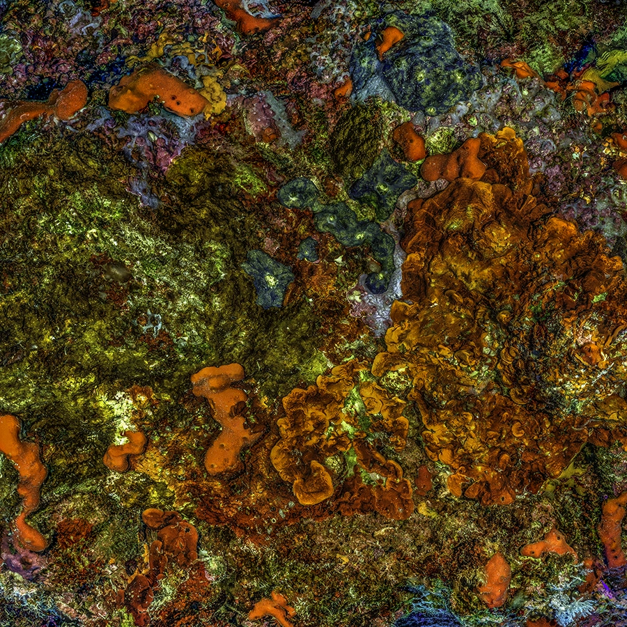 Alexej Sachov, The Jewel of Nature #3, 2025, coral close-up