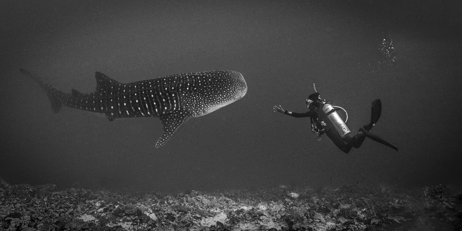 Underwater photograph «A HUGE Luck» by Alexej Sachov.