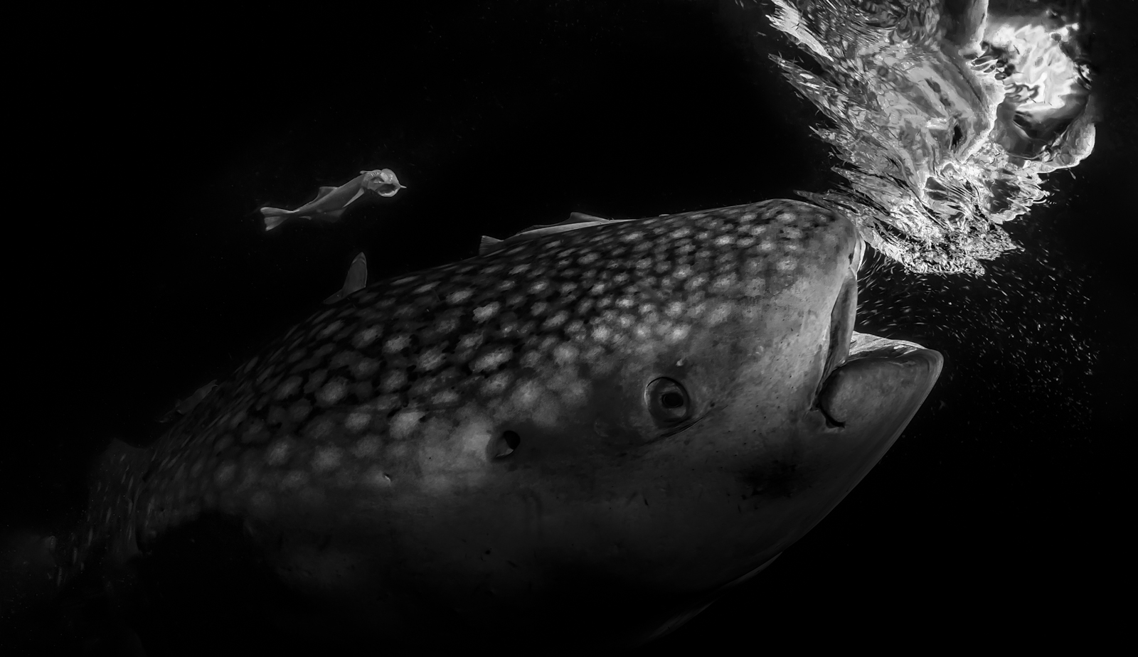 Underwater photograph «Dinner for Two» by Alexej Sachov.