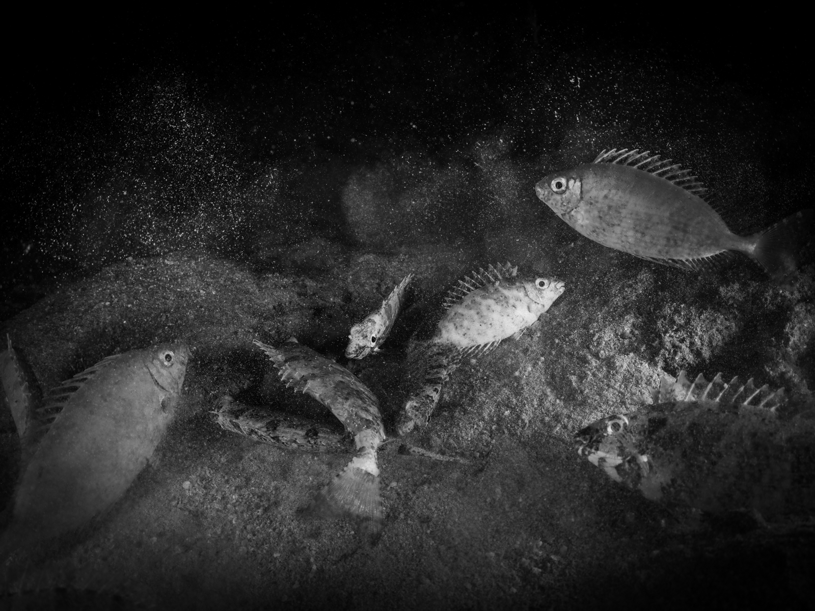 Underwater photograph «Time to Go to Bed.» by Alexej Sachov.