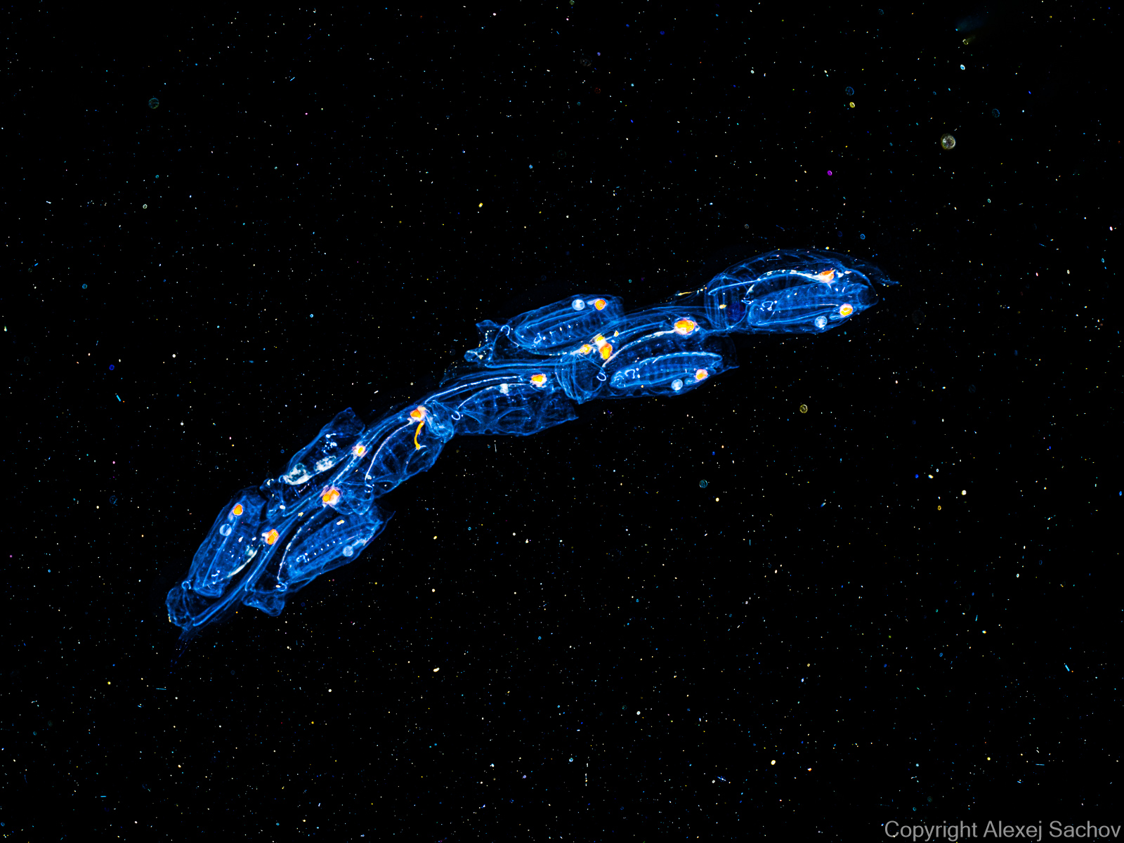 Underwater abstract photograph «Colony Ship» from the Starships series by Alexej Sachov.