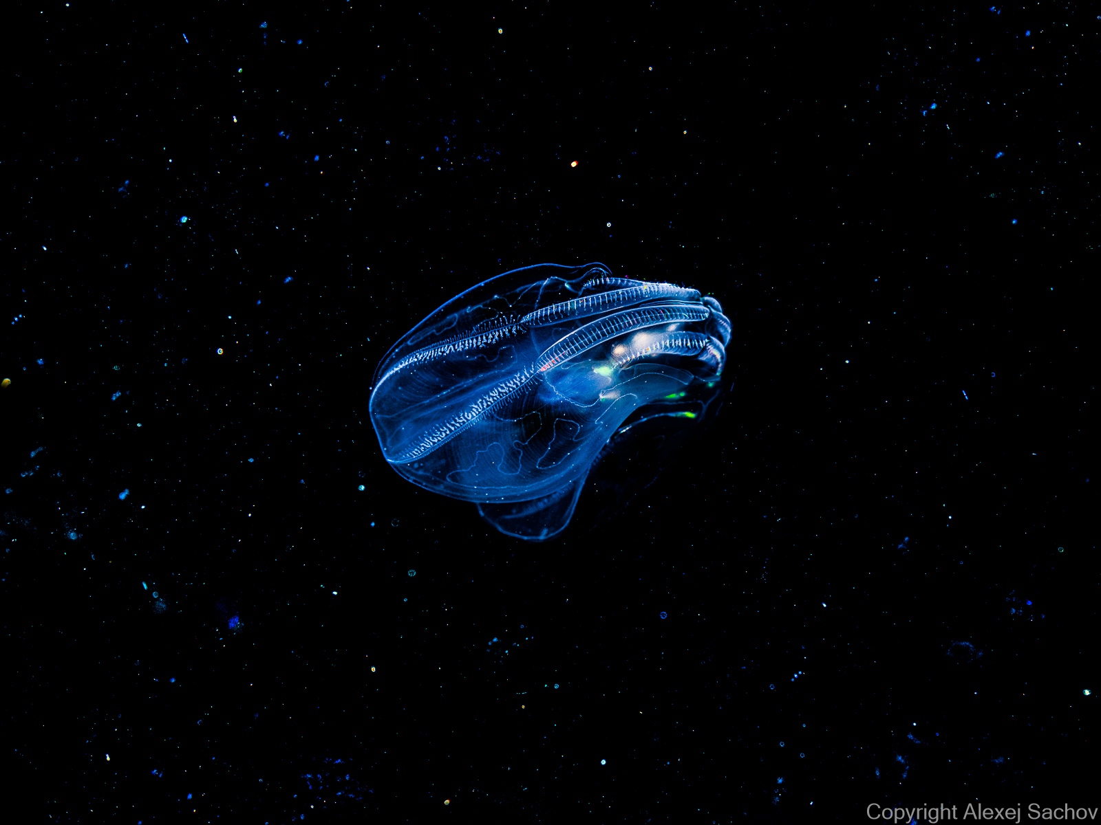 Underwater abstract photograph «Shuttle» from the Starships series by Alexej Sachov.