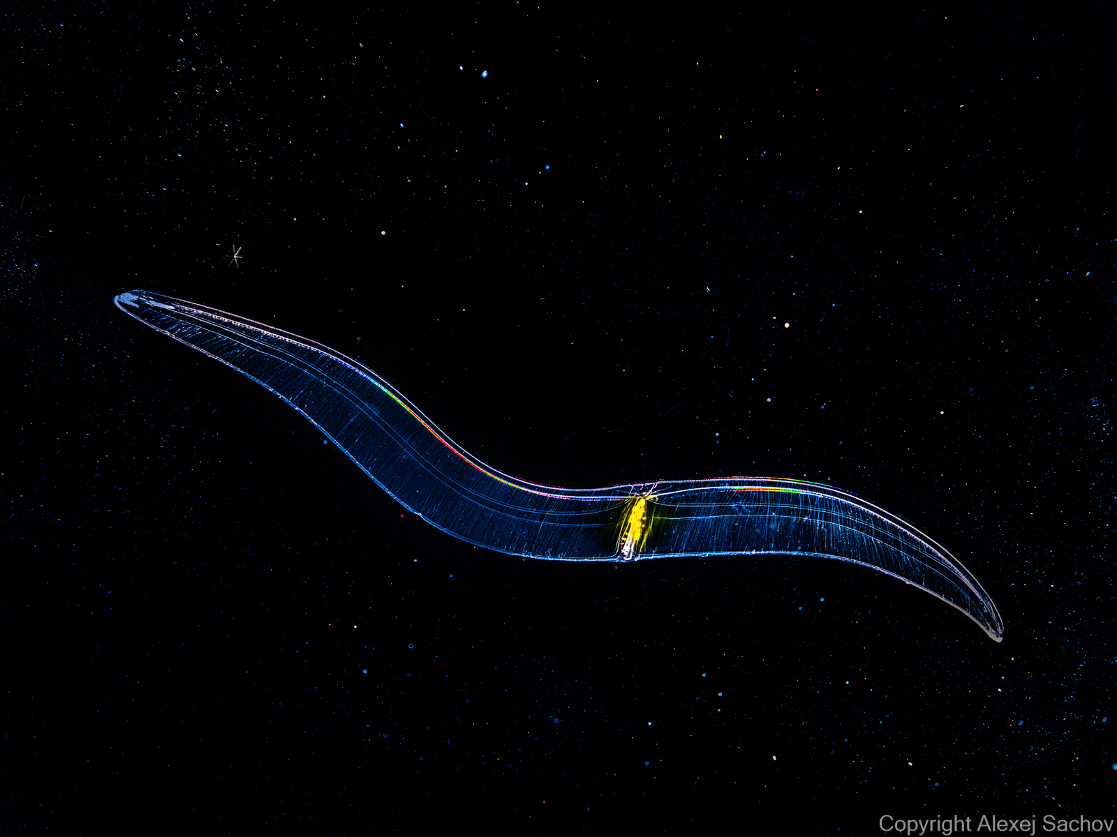 Underwater abstract photograph «Warrior» from the Starships series by Alexej Sachov.