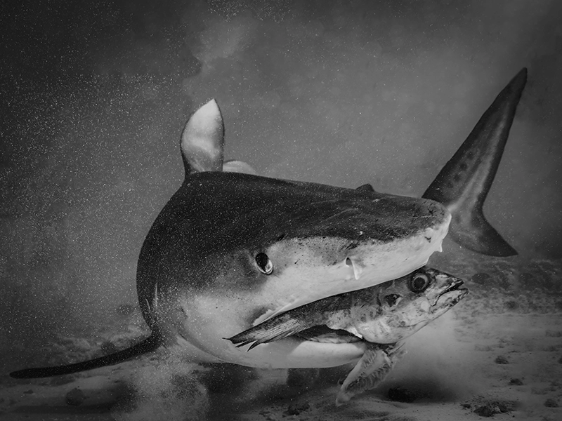 Underwater photograph «Be the Big Fish!» from the series «The Big Fish and Others» by Alexej Sachov.